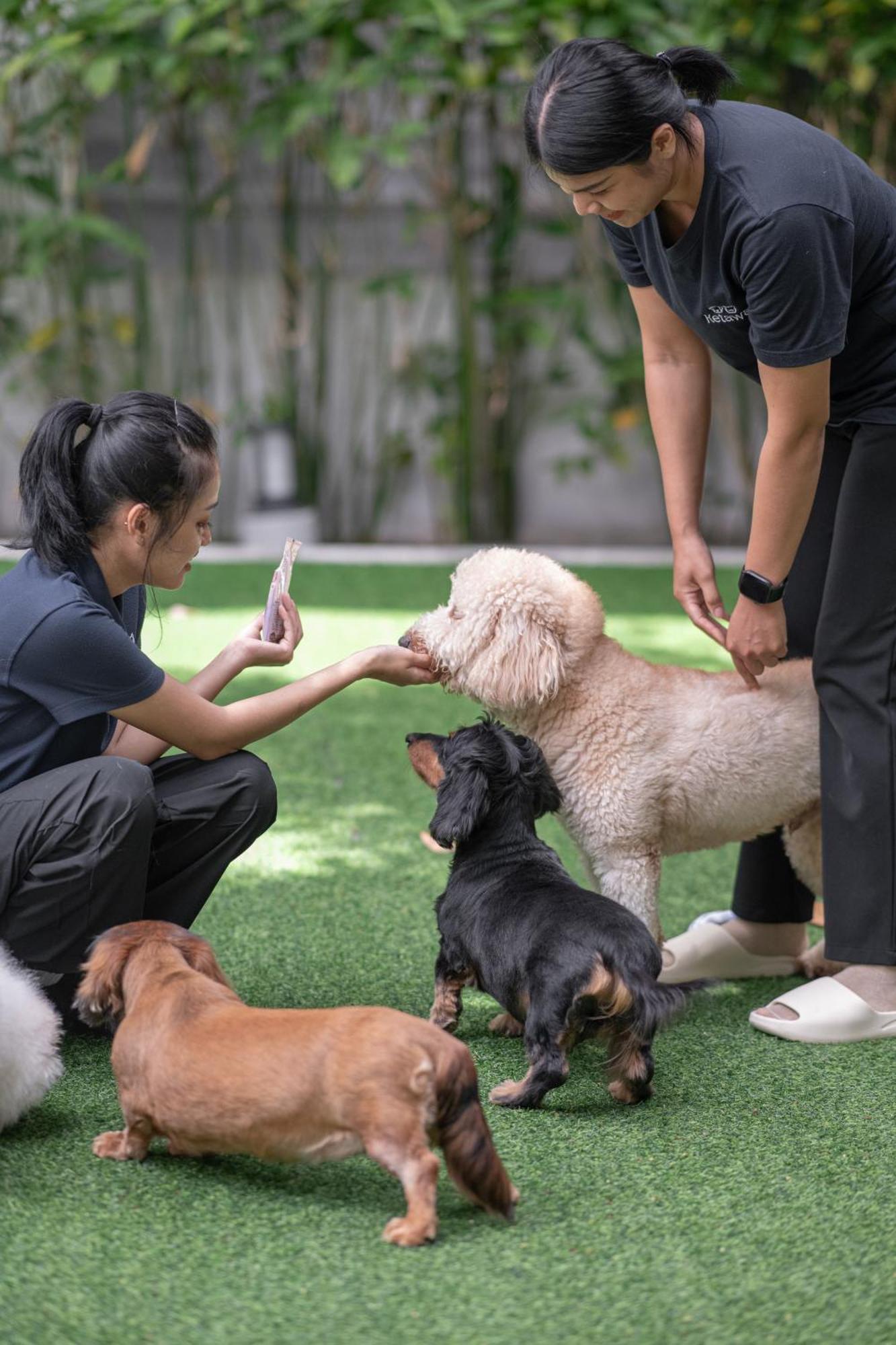 Ketawa Pet Friendly Hotel شيانغ ماي المظهر الخارجي الصورة